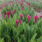 New United Calla Variety