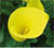 calla-menu-thumb50x45