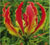 gloriosa-menu-thumb50x45