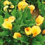 jack-o-lantern-orange345x345