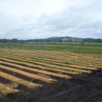 rows-of-calla-lillies