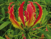 Rothschildiana (Red/Yellow)