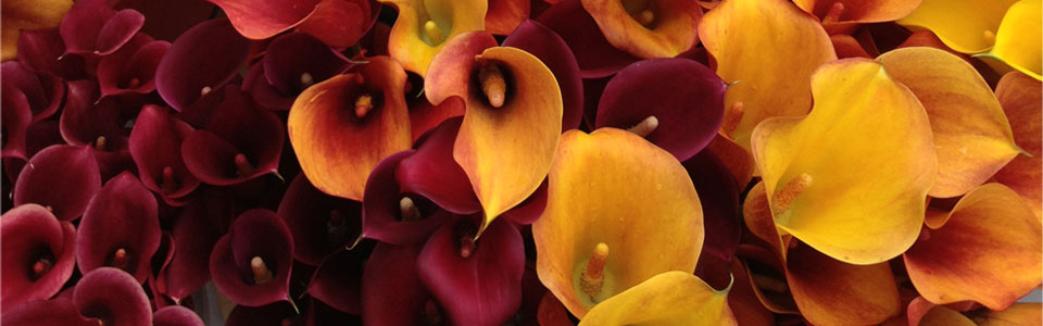 Burgundy Callas