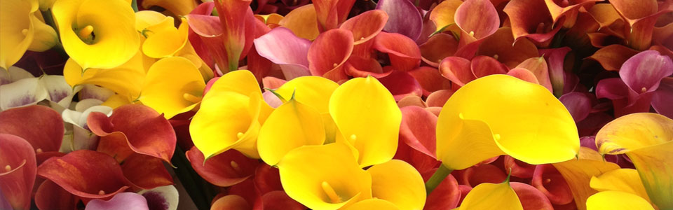 callas yellow